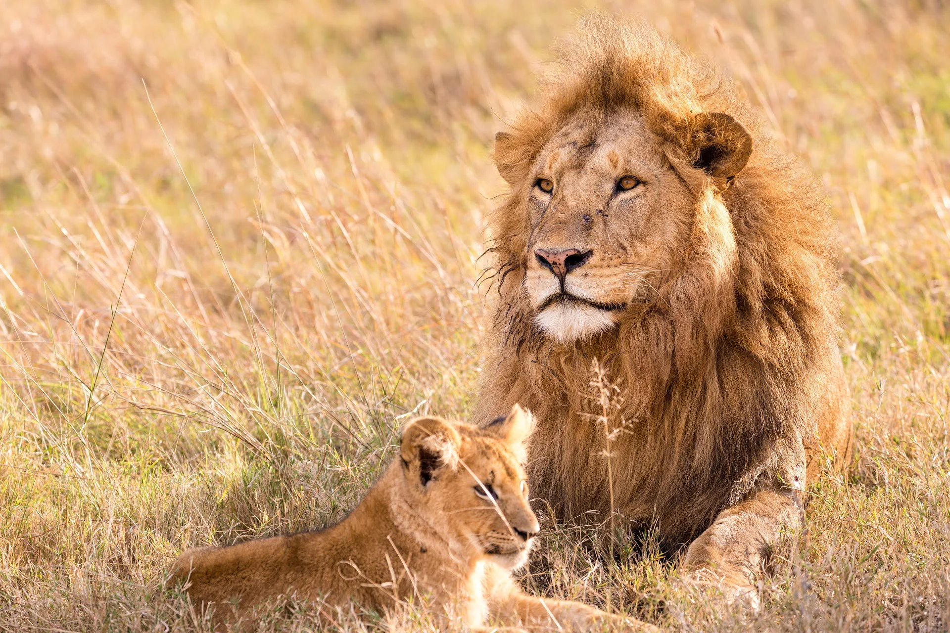 african-lion-guide-to-plan-safari-from-uk-to-masai-mara
