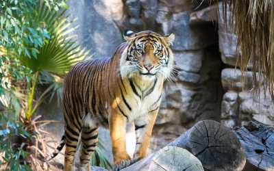 Best Places to See Wildlife in the World