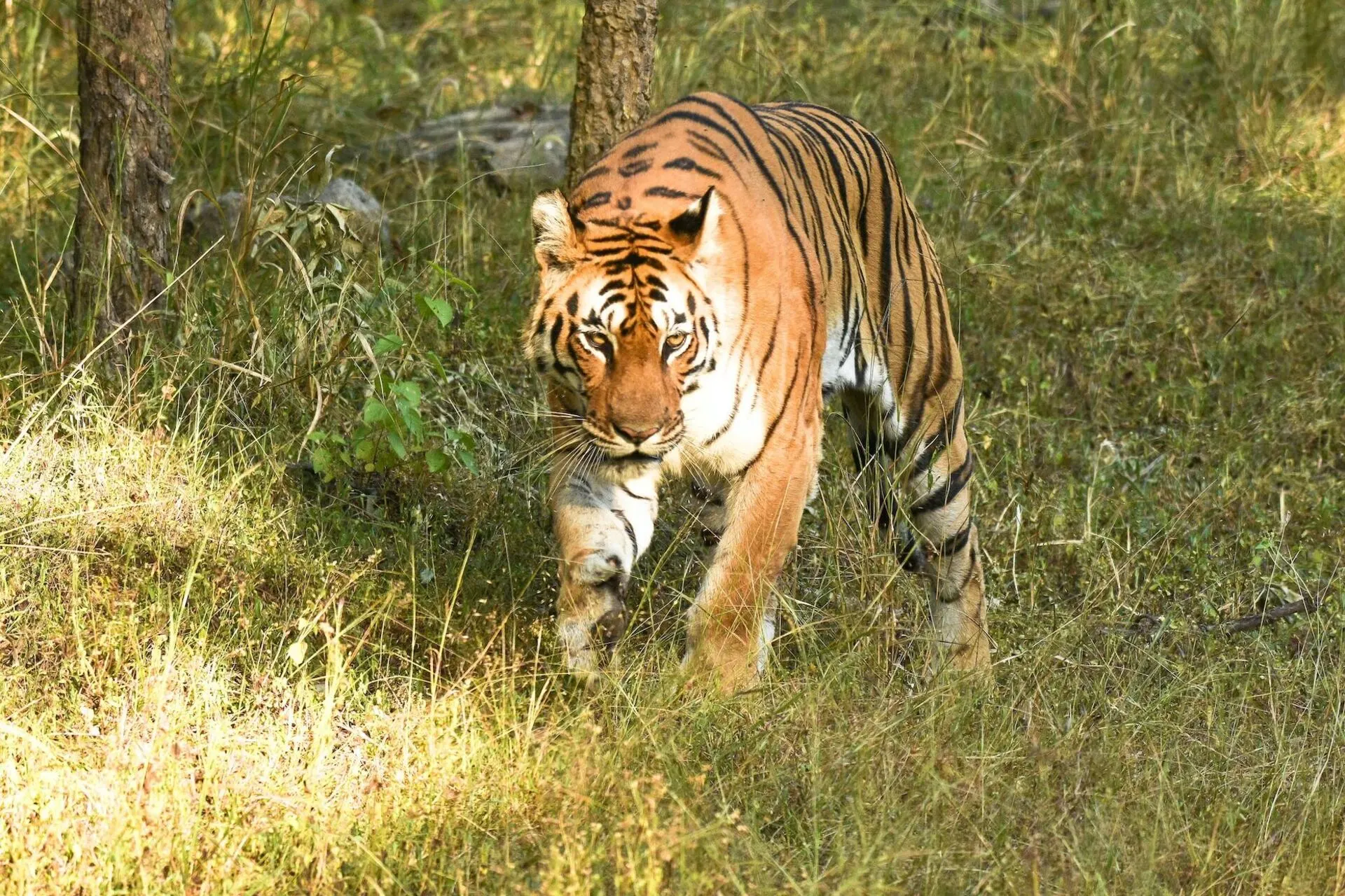 Royal Bengal Tiger