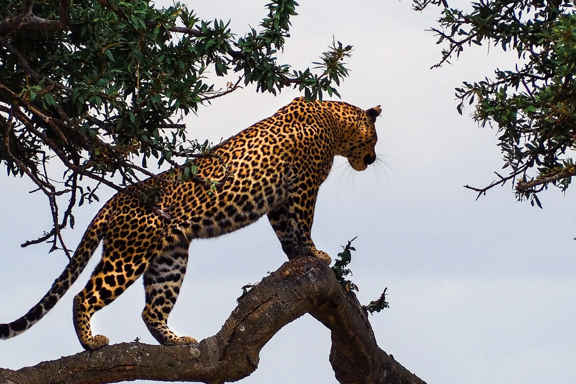 Masai Mara - Serengeti Wildlife Safari