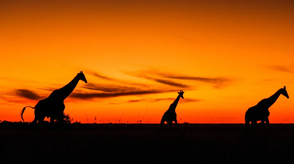 Giraffe in Golden Hours in africa