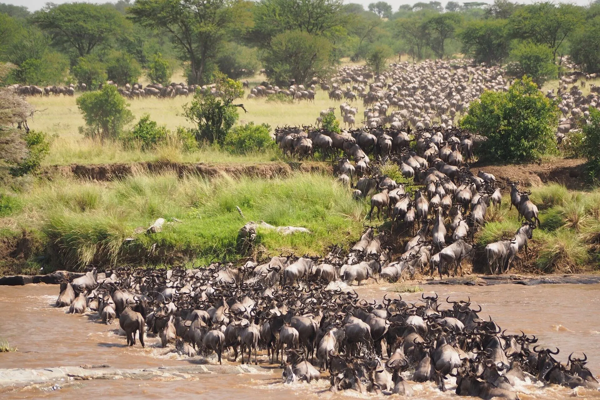 herd of wildebeest crossing the Mara River herd of wildebeest crossing the Mara River