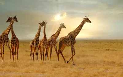 Where to See Giraffes in Africa: 15 Best Safari Destinations for Guaranteed Sightings