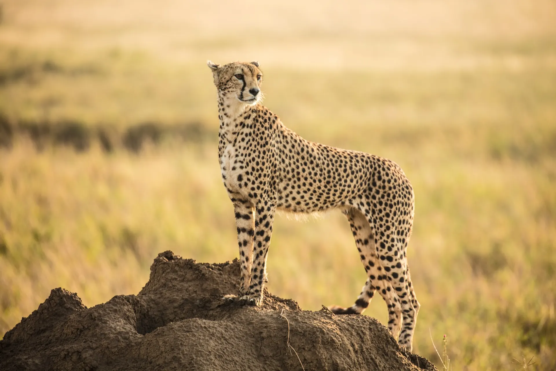 cheetah in serengeti