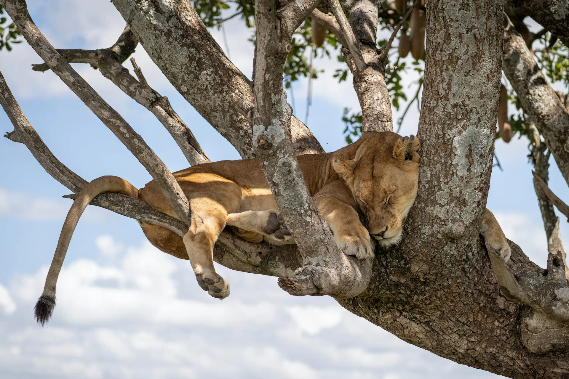 lioness-on-tree-serengeti