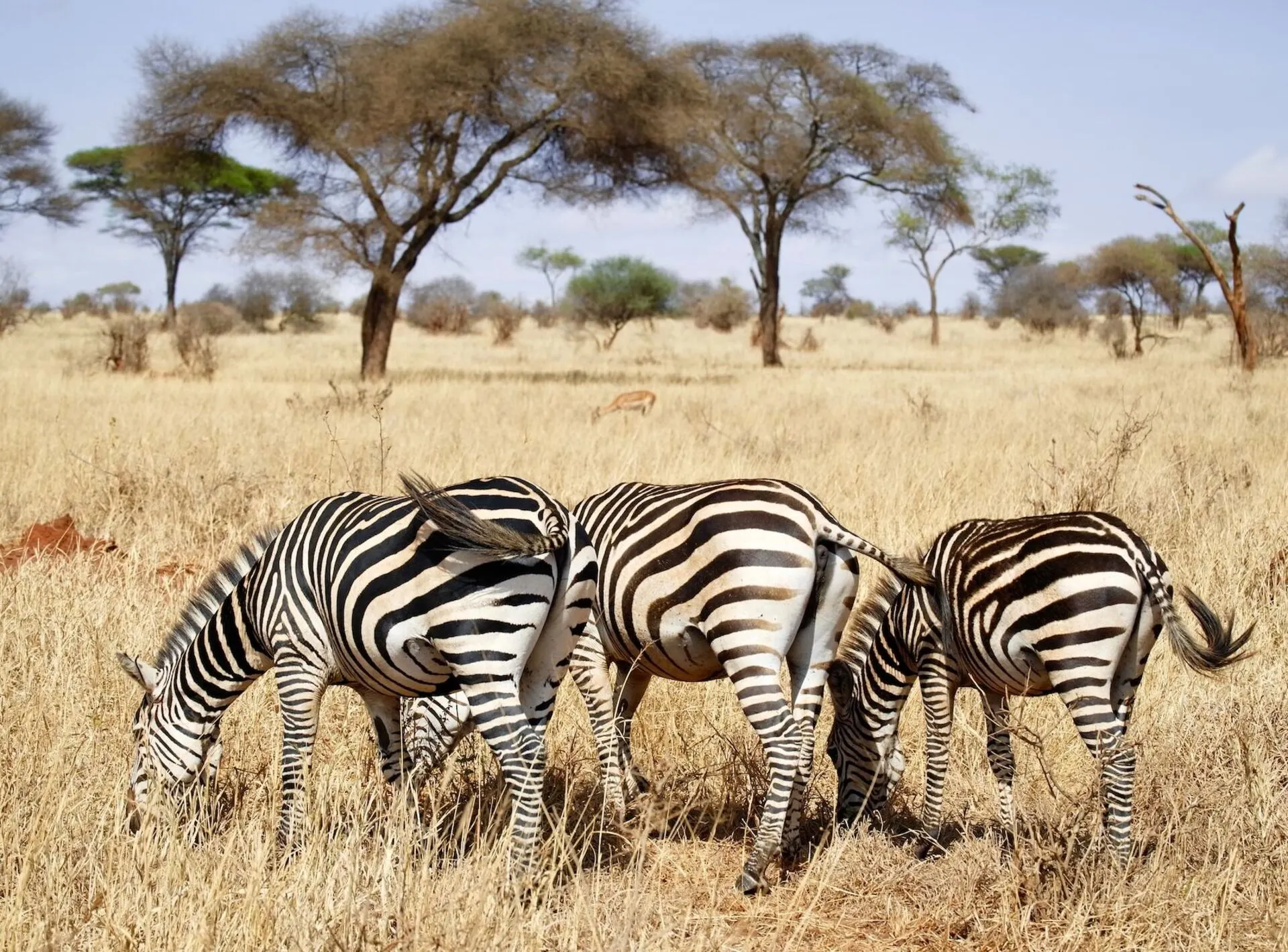 zeal of zebra