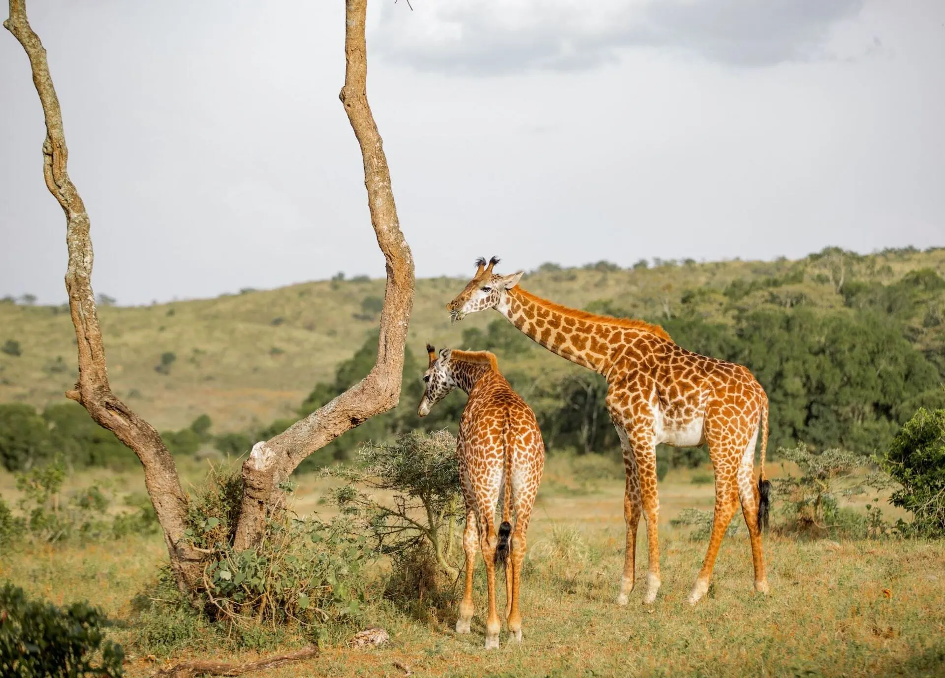 Giraffe in Arusha
