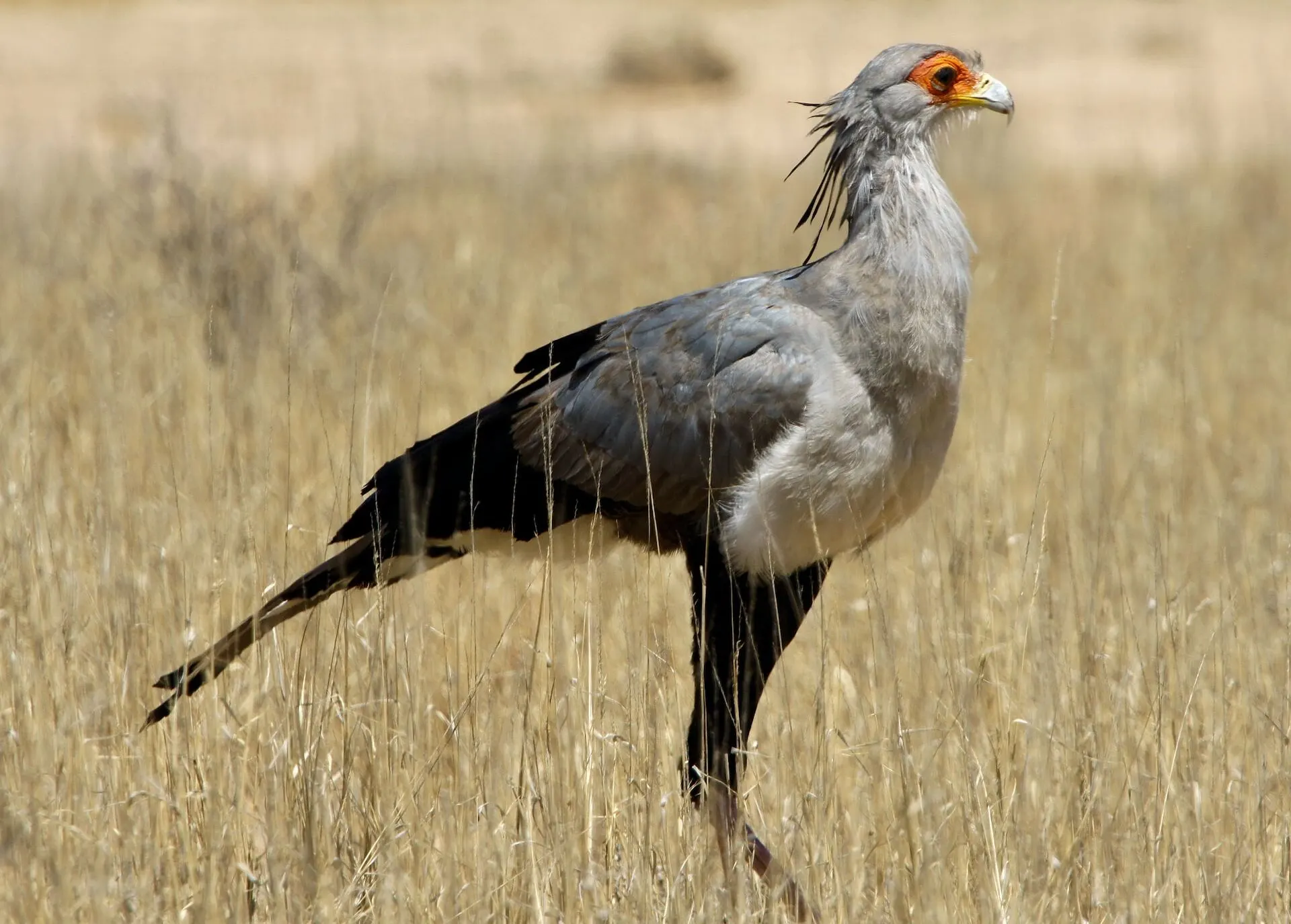 how does secretary bird look like