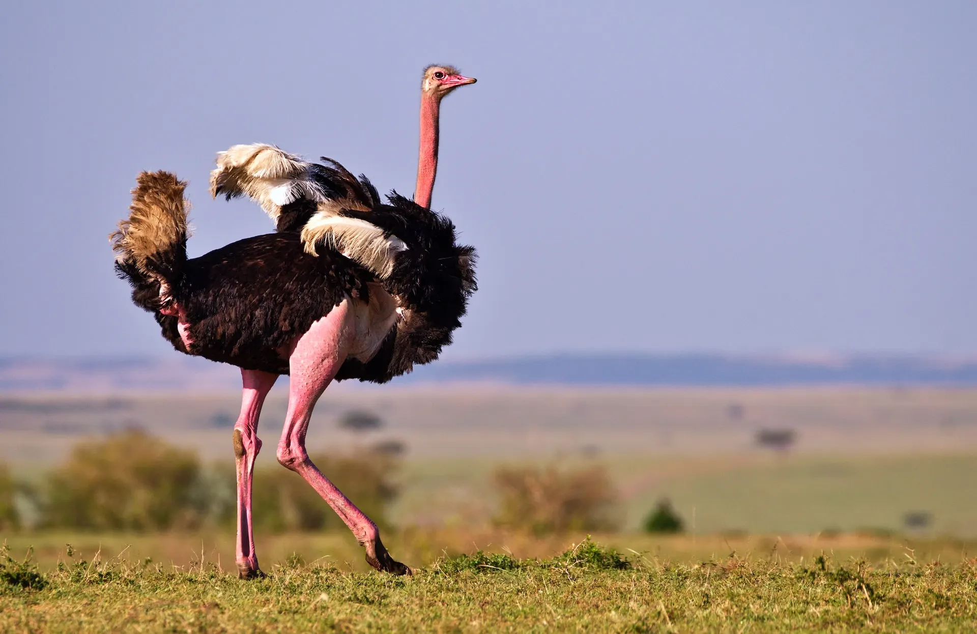 Red Necked Ostrich