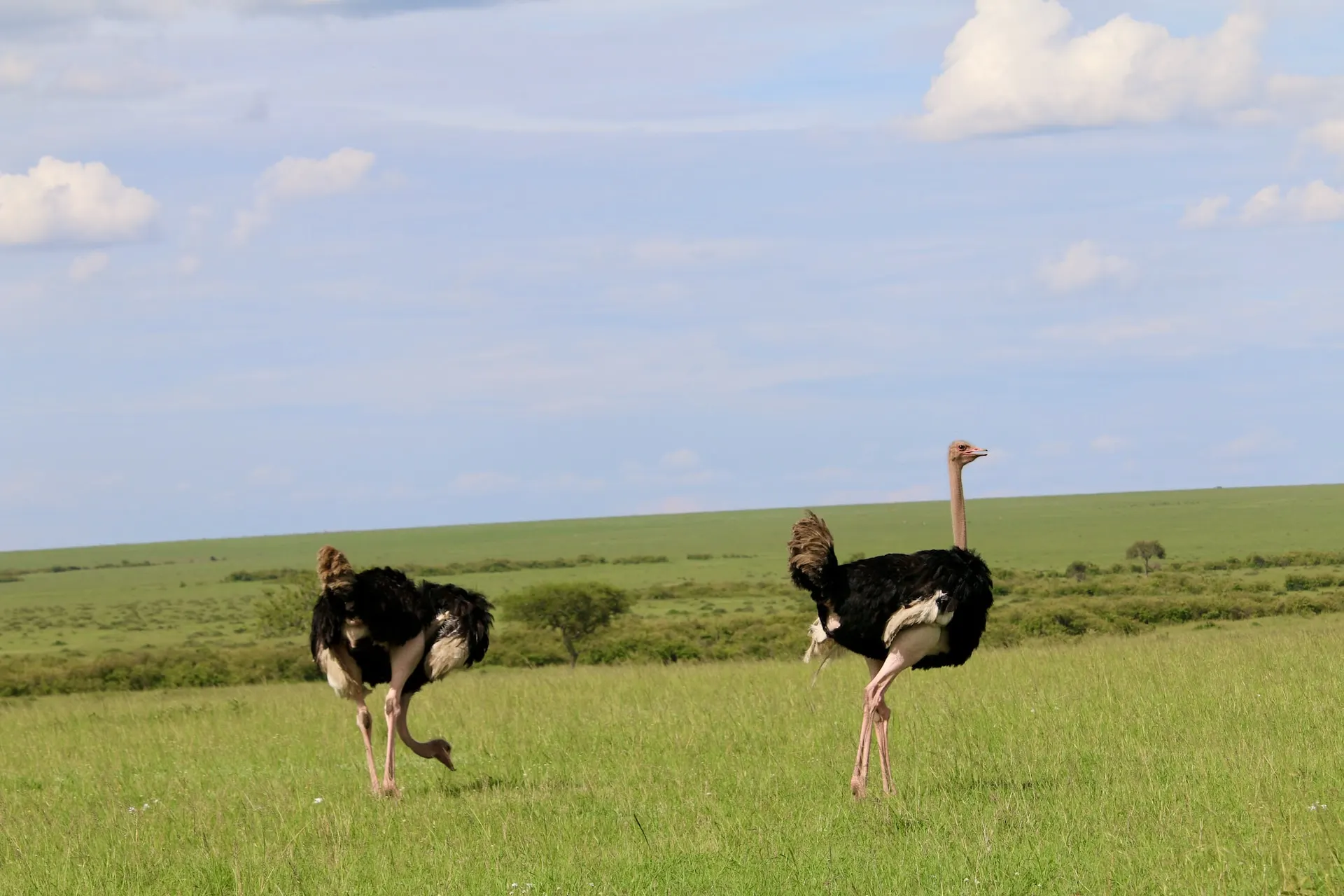 masai ostrich