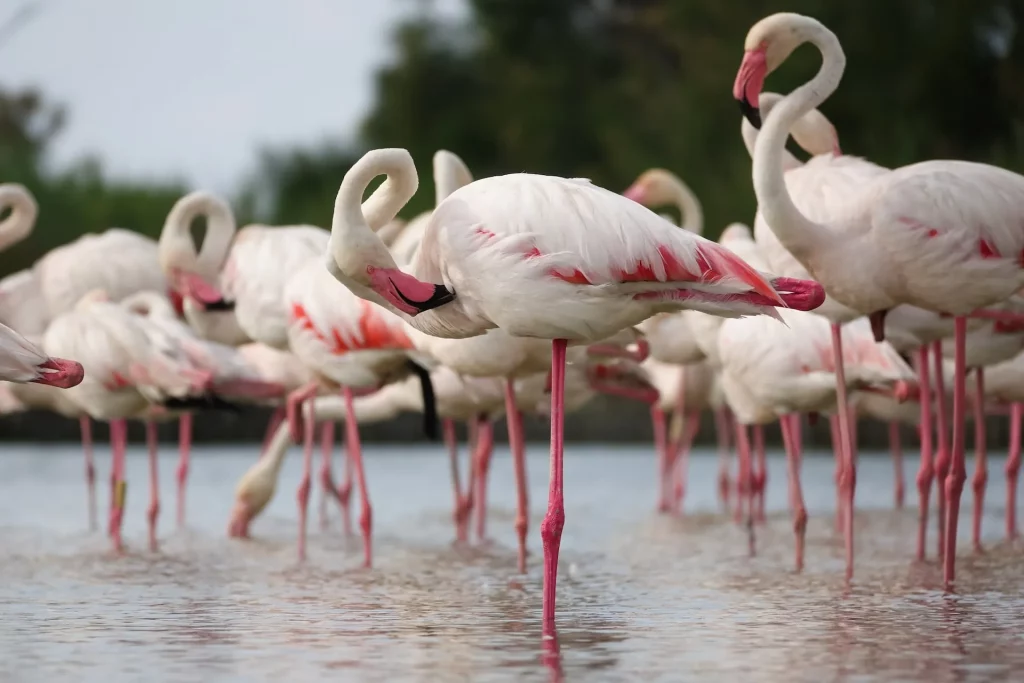 Greater Flamingo Greater Flamingo