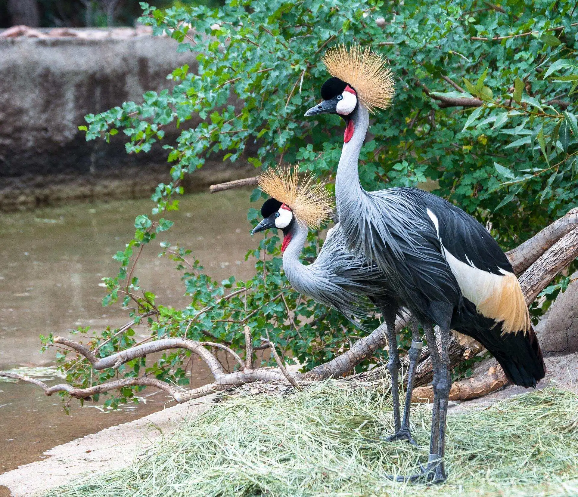 Grey Crowned Crane cultural significance Grey Crowned Crane cultural significance