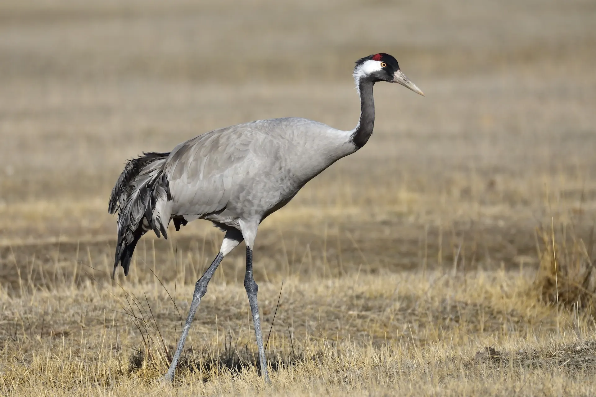 common-crane common-crane
