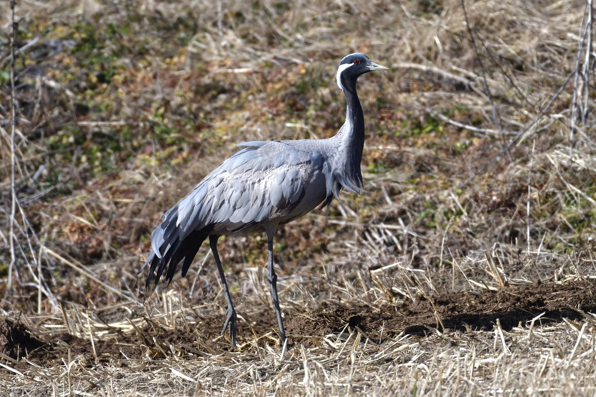 demoiselle-crane demoiselle-crane