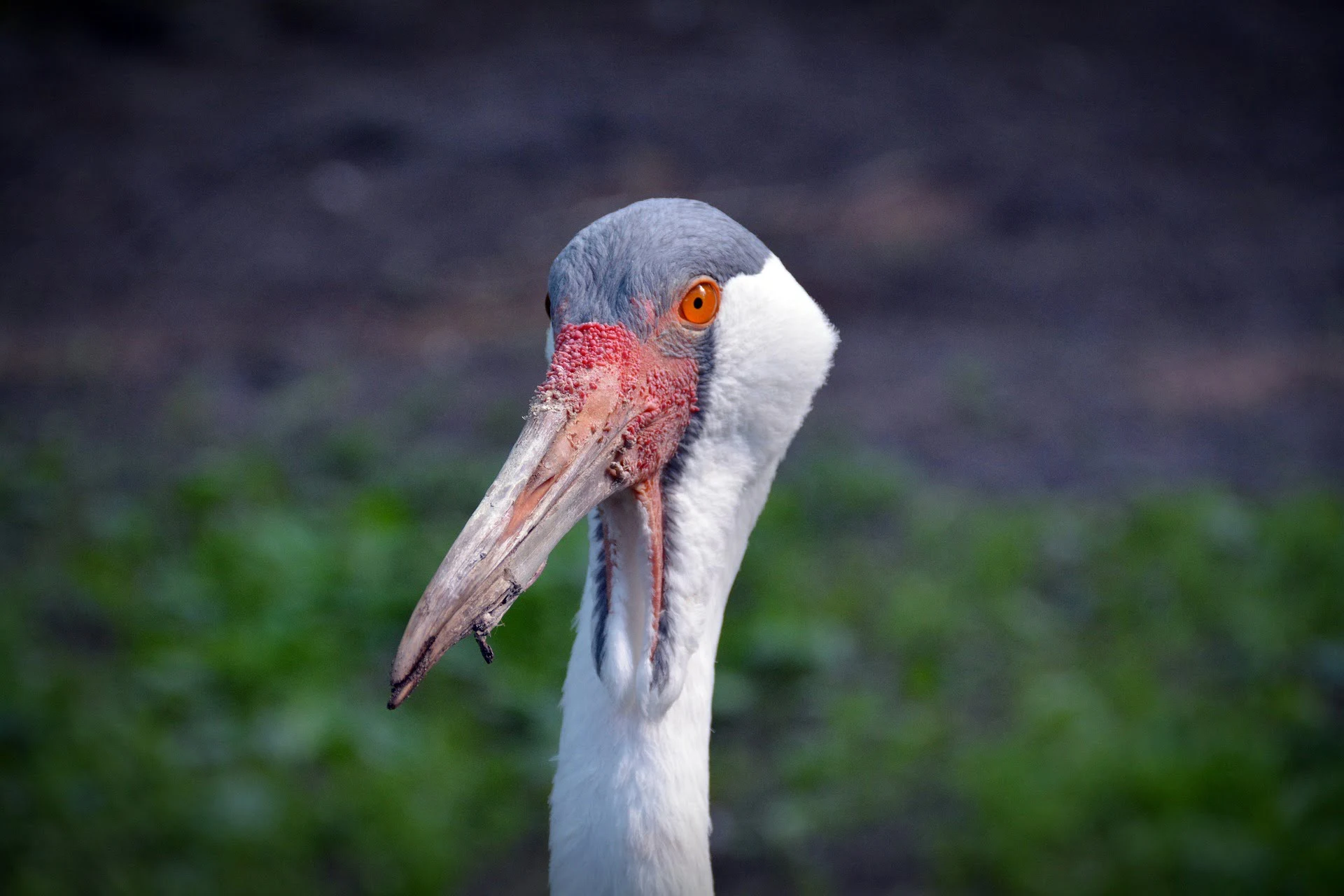 wattled-crane wattled-crane