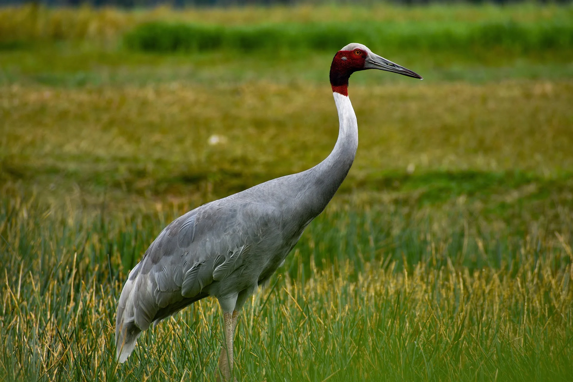 blue-crane blue-crane