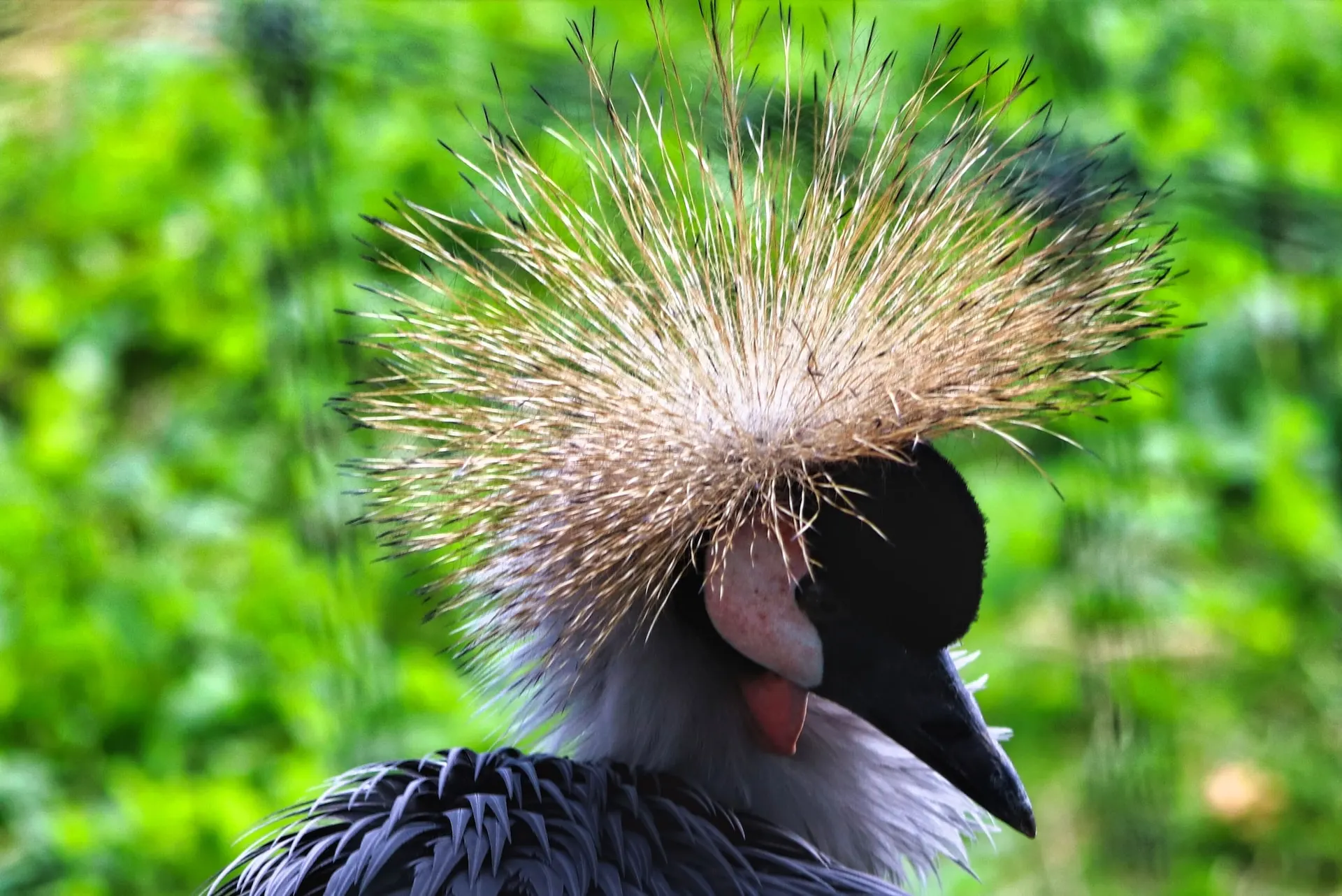 Grey Crowned Crane Vocalization Grey Crowned Crane Vocalization