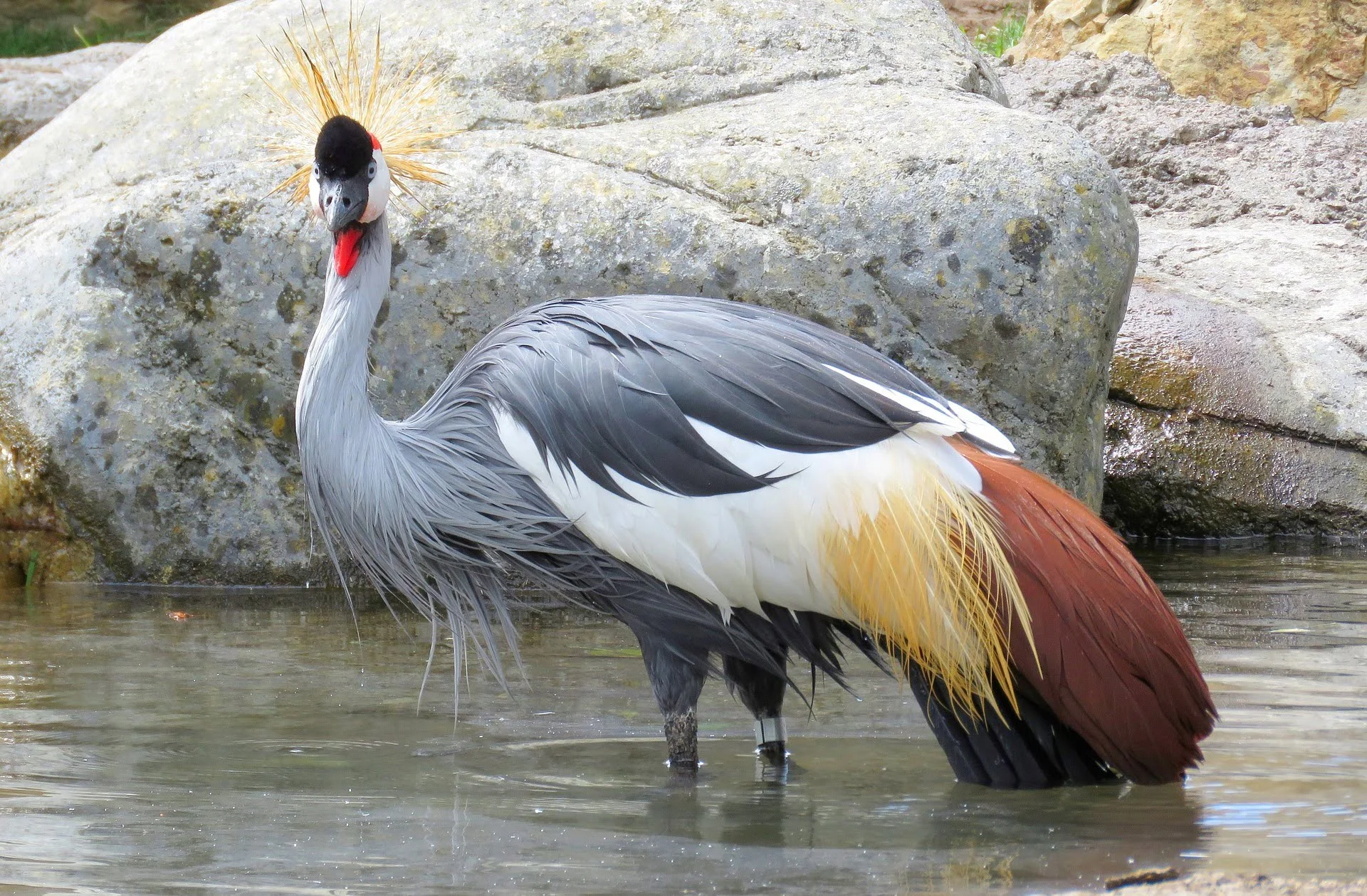 Grey Crowned Crane Migration Pattern Grey Crowned Crane Migration Pattern