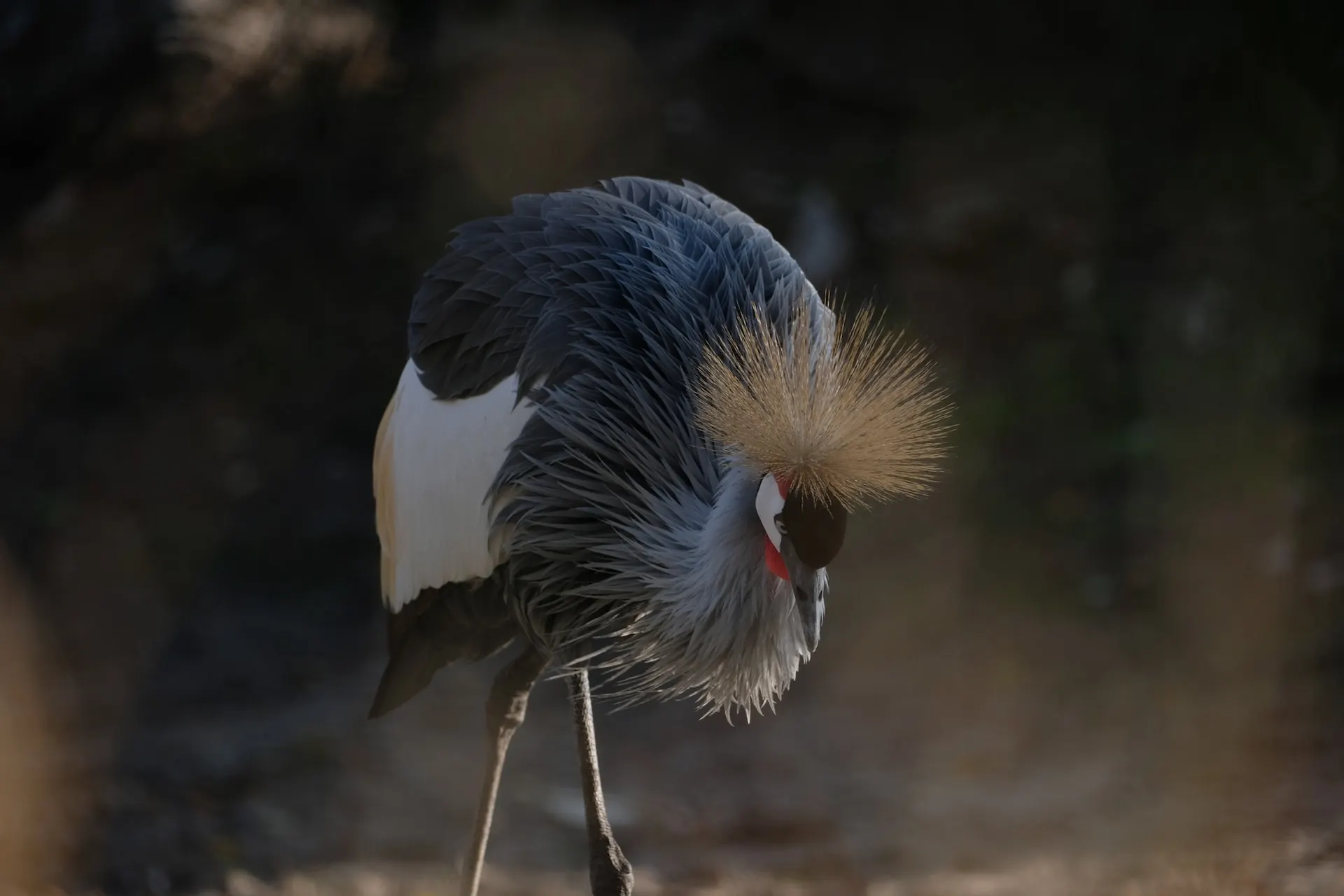 Grey Crowned Crane Habitat and Distribution Grey Crowned Crane Habitat and Distribution