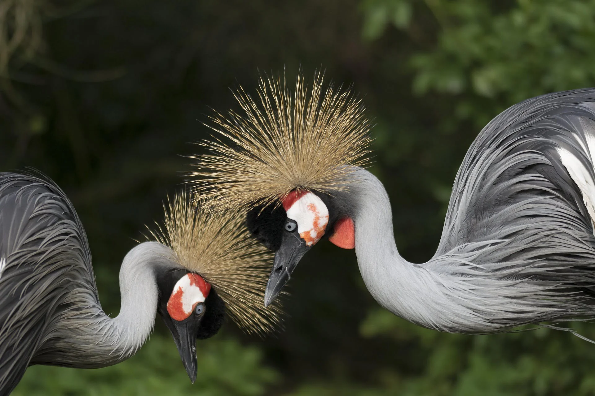 Grey Crowned Crane Taste Side Grey Crowned Crane Taste Side