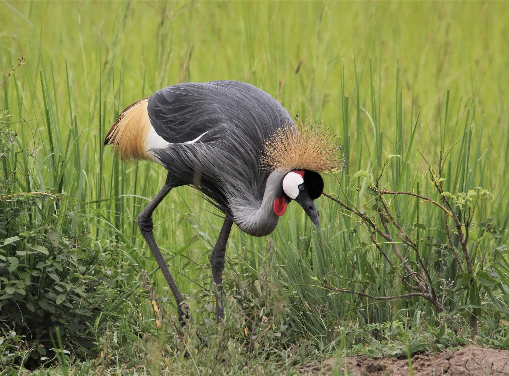grey crowned crane appearance grey crowned crane appearance