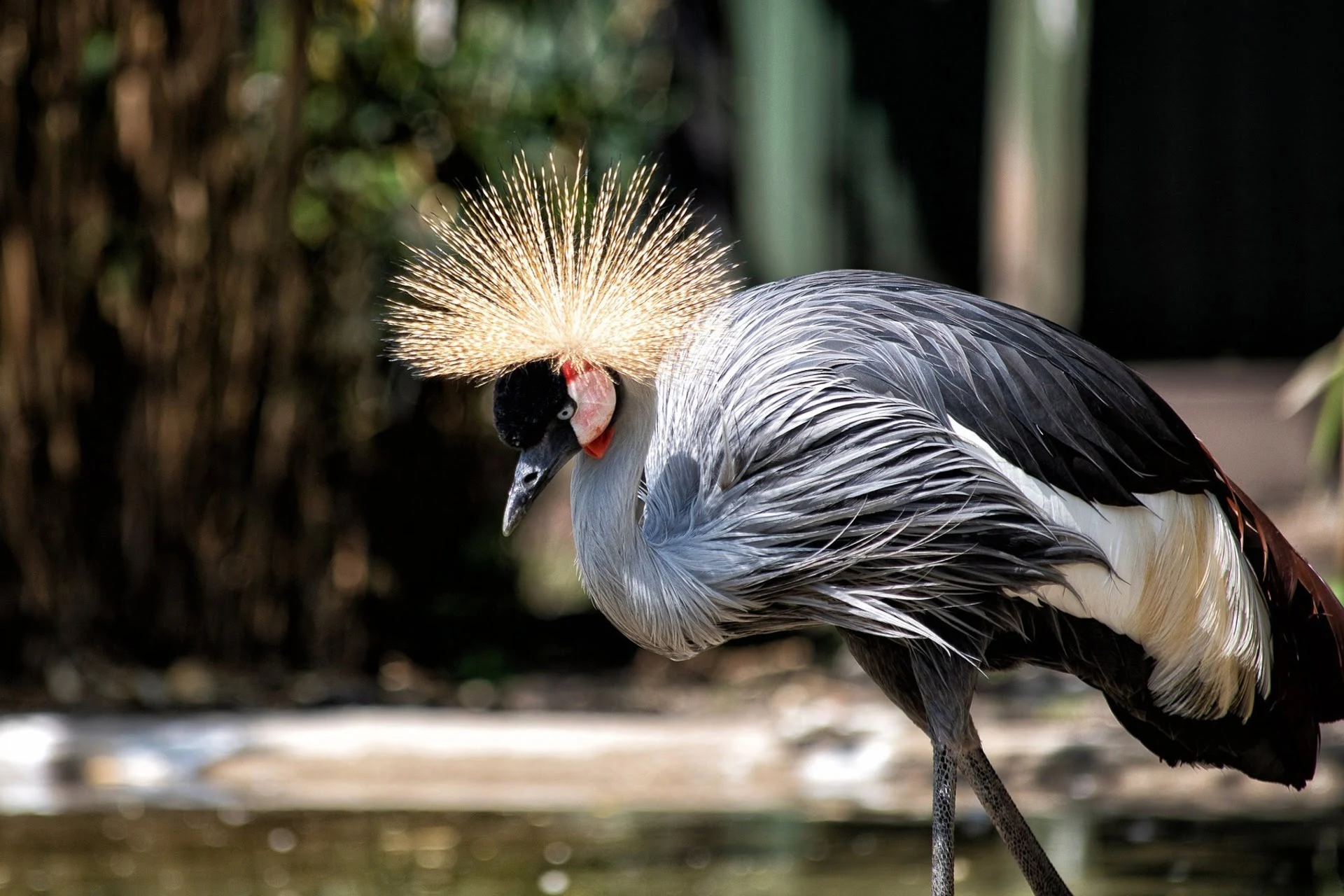 grey crowned crane overview grey crowned crane overview