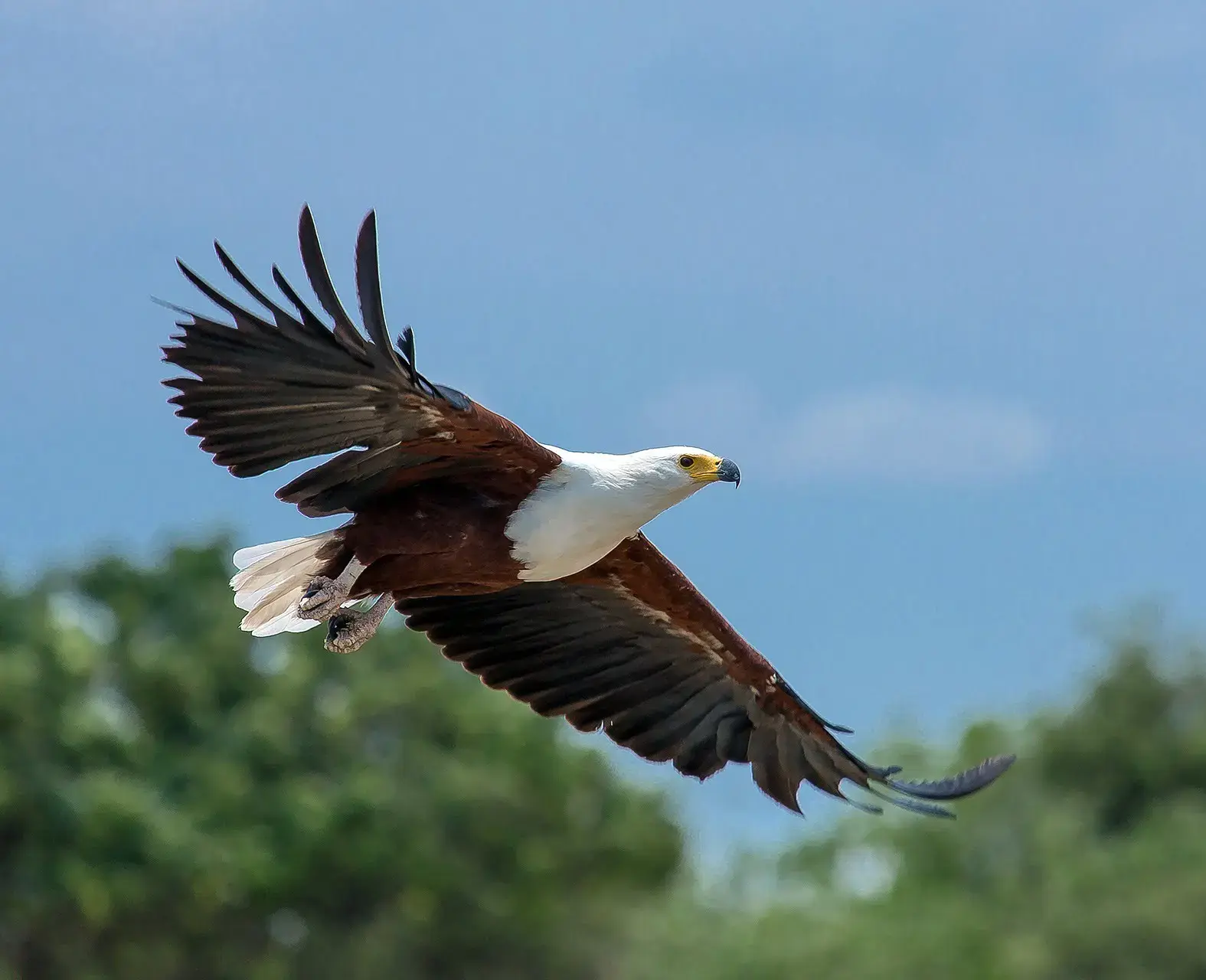 African Fish Eagle Habitat