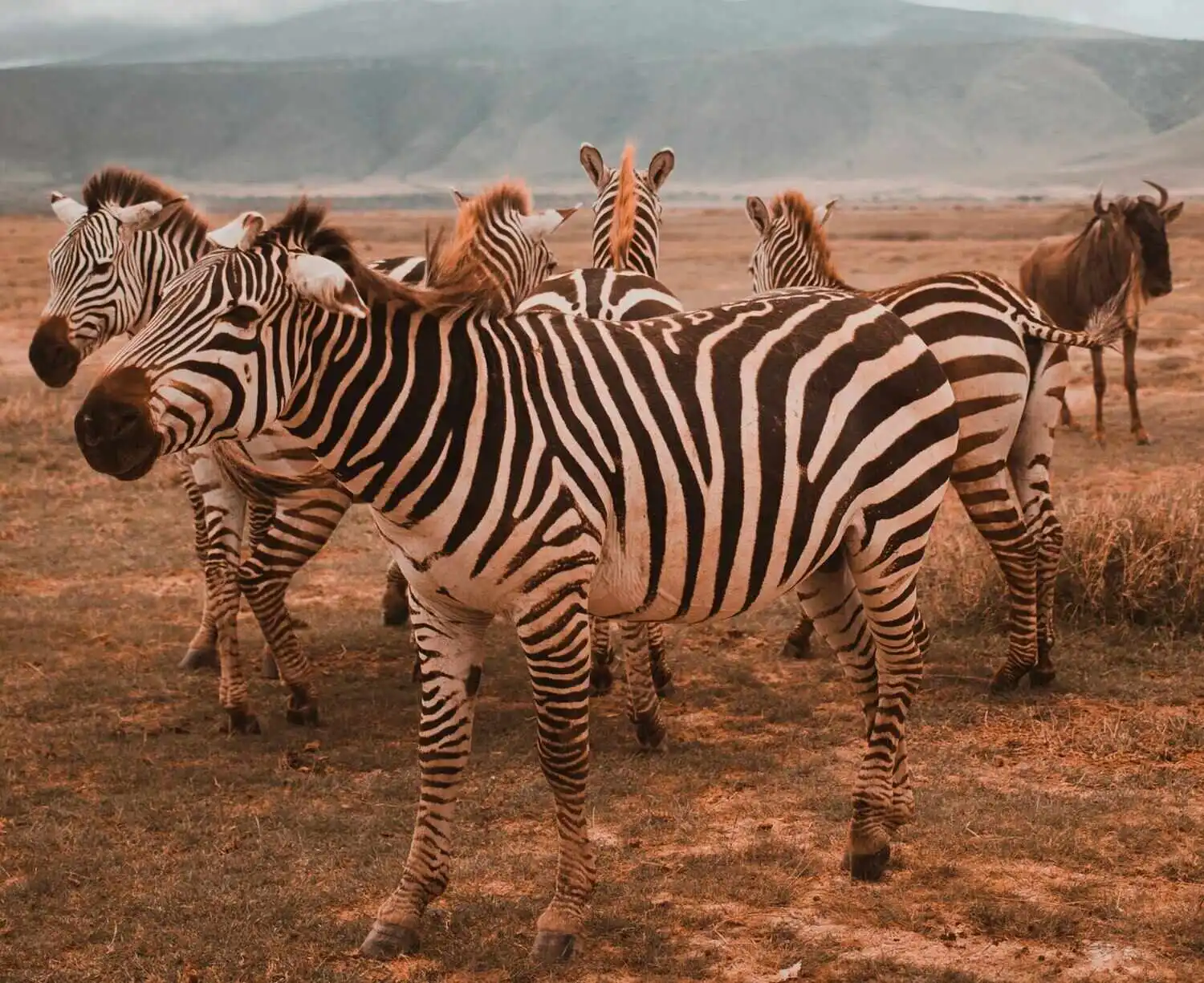Ngorongoro Conservation area zebra