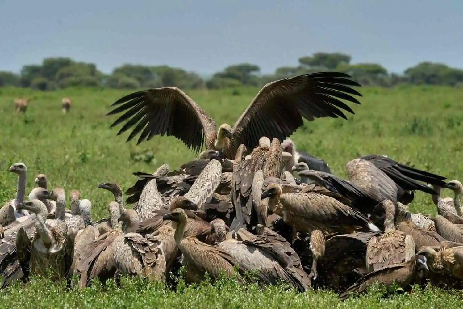 ngorongoro vulture