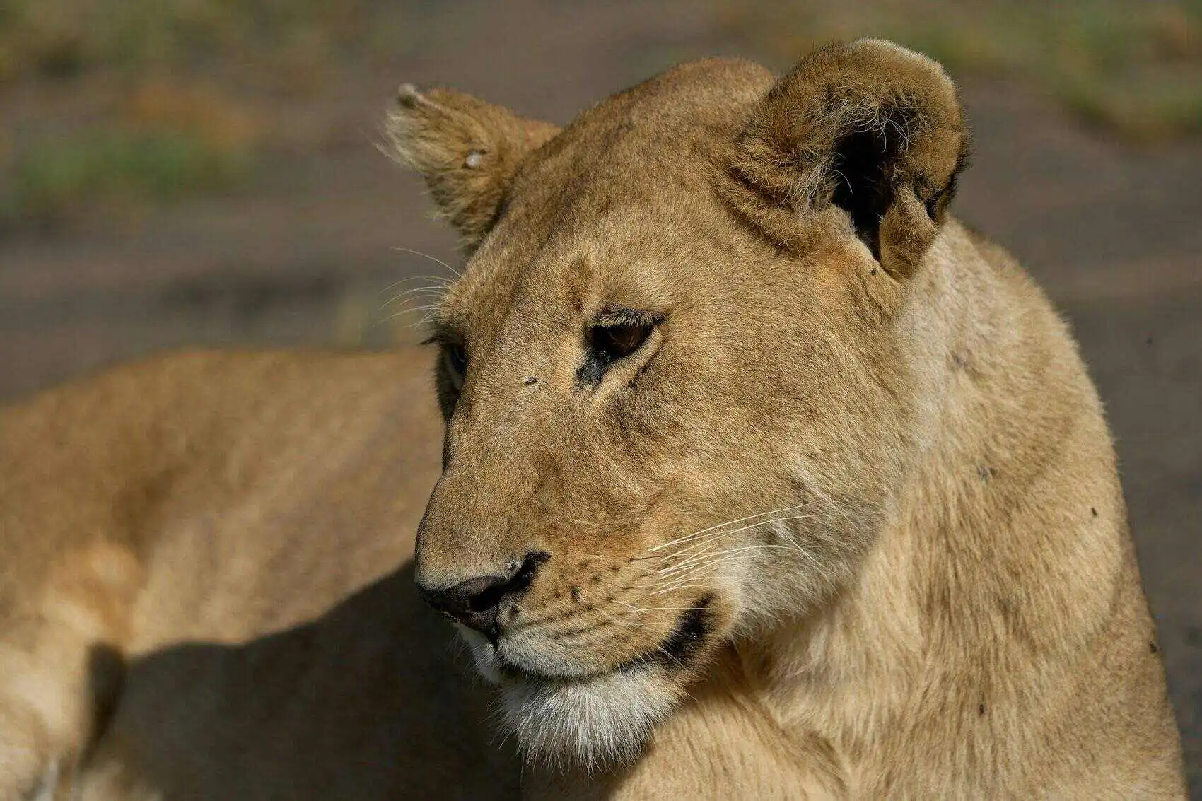 How to reach ngorongoro conservation area How to get to ngorongoro conservation area