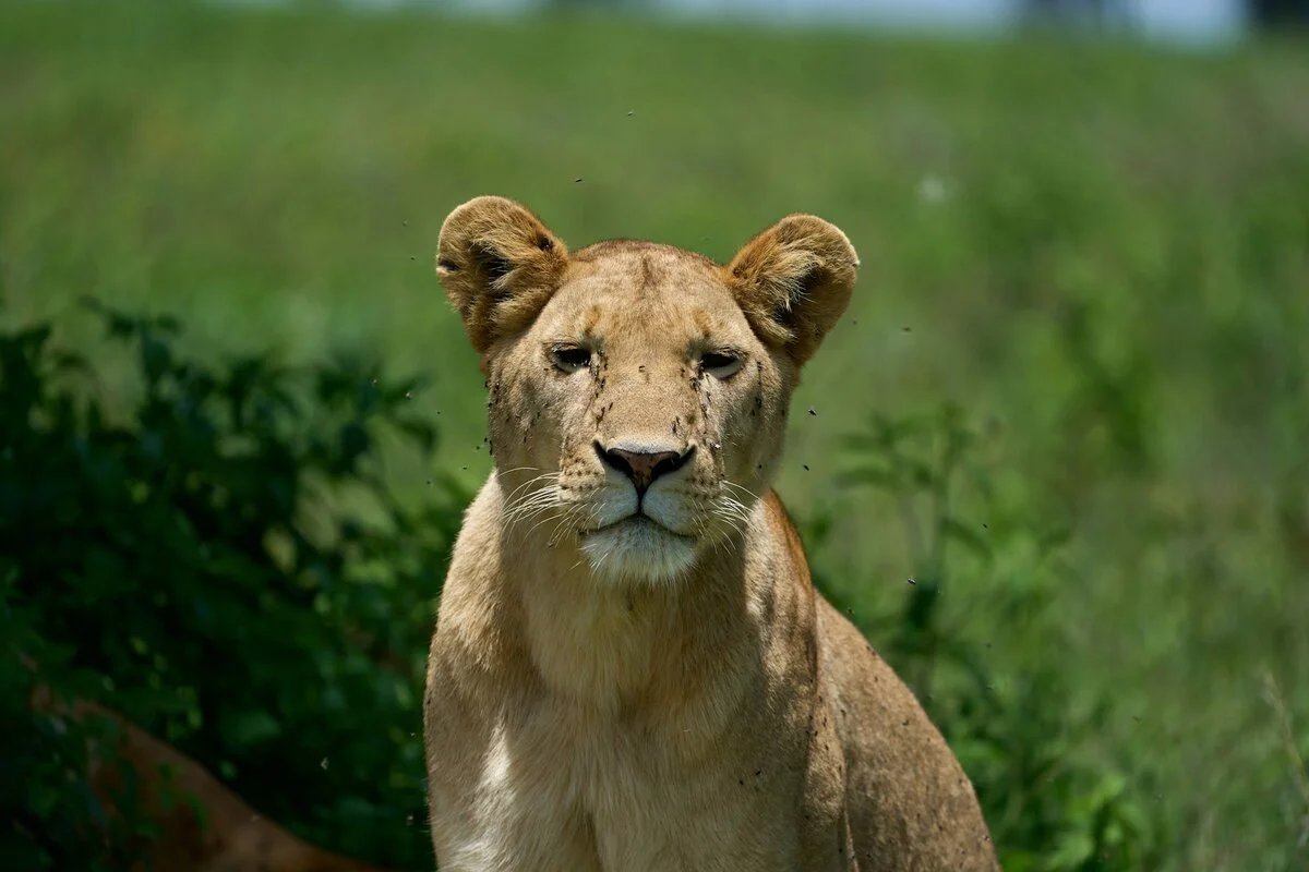 Best time to visit ngorongoro Best time to visit ngorongoro