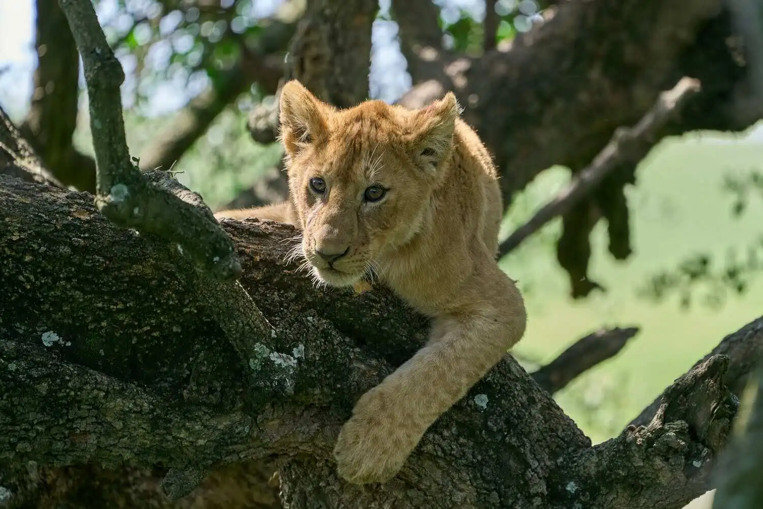 Wildlife in ngorongoro Wildlife in ngorongoro