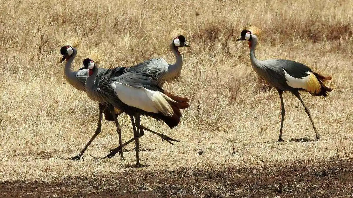 Ngorongoro Birds