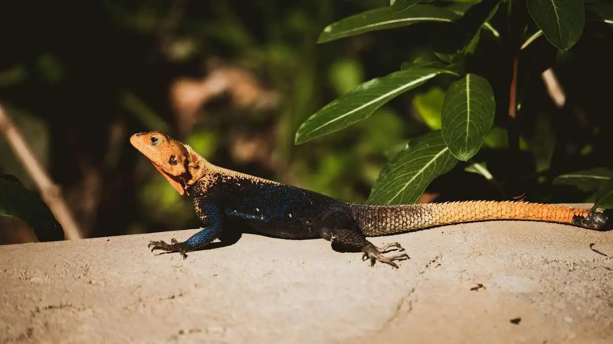 Ngorongoro Reptiles