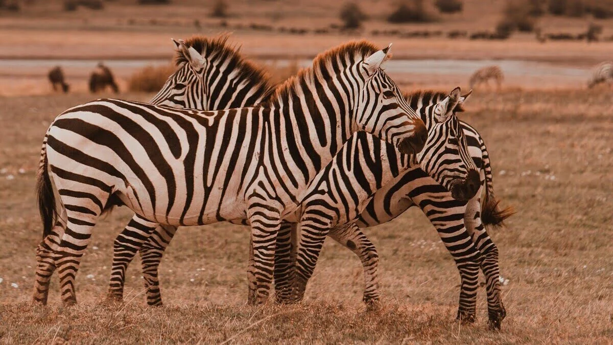 Ngorongoro  Mammals
