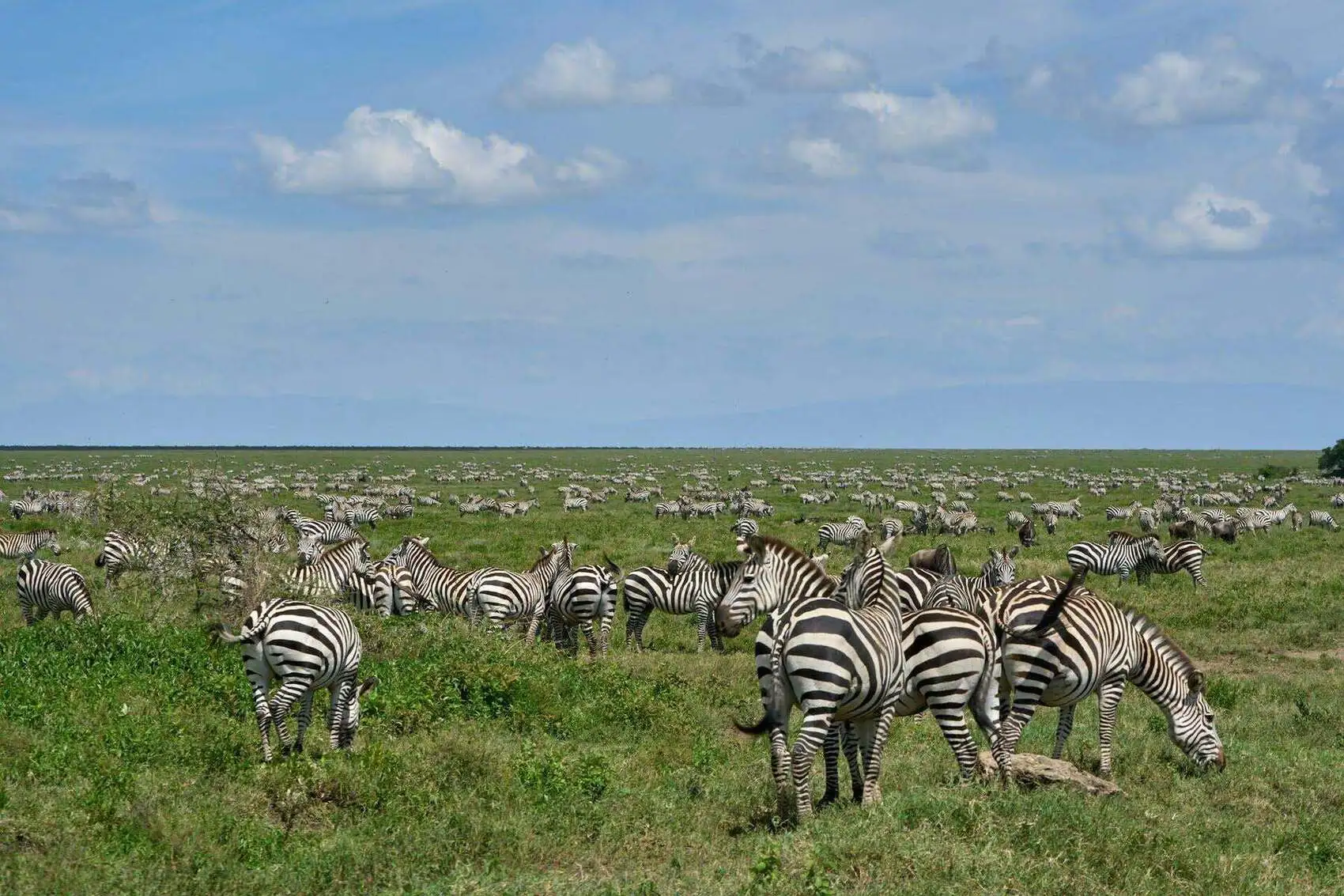 About Ngorongoro Conservation Area About Ngorongoro Conservation Area