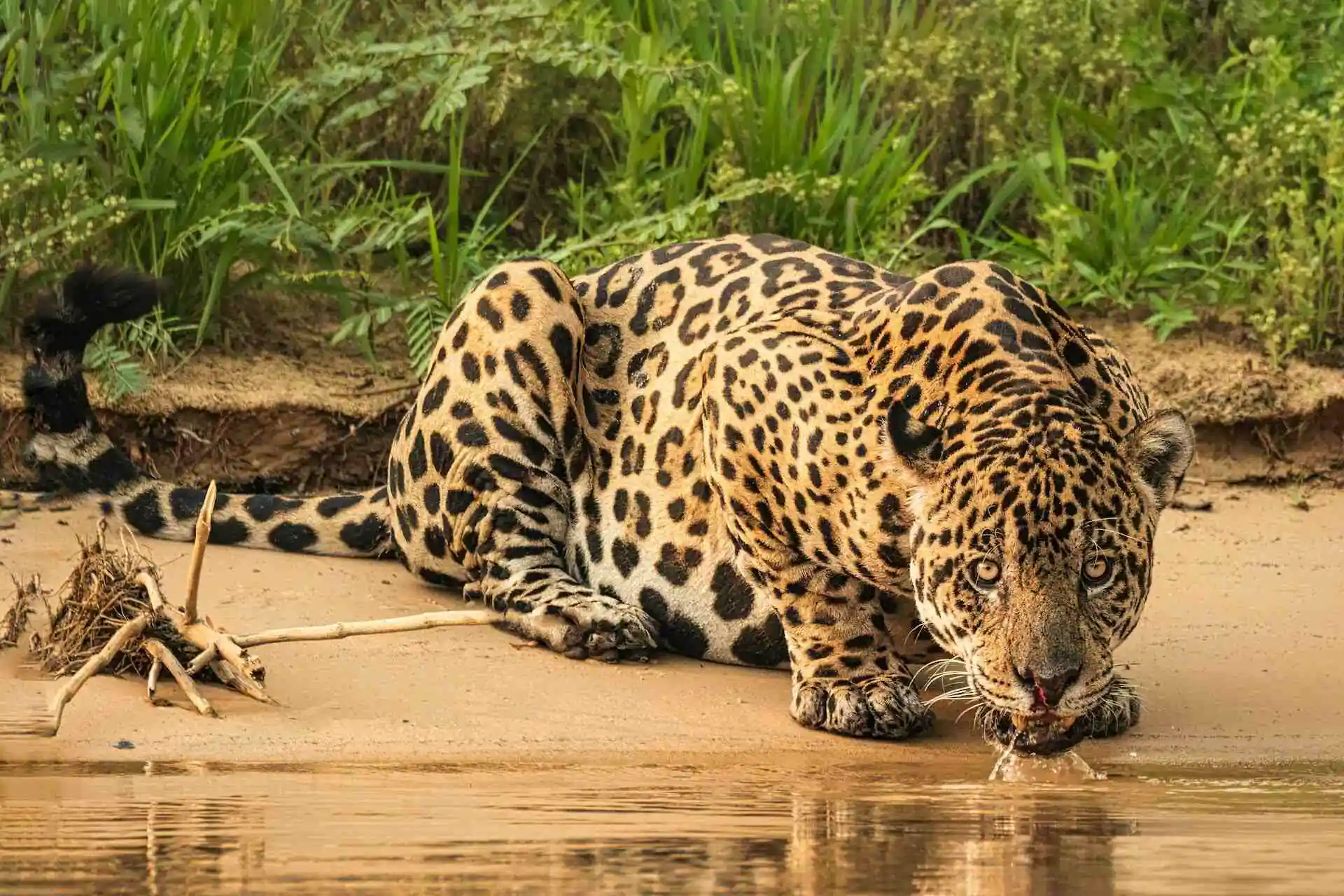 best time to see jaguar in pantanal