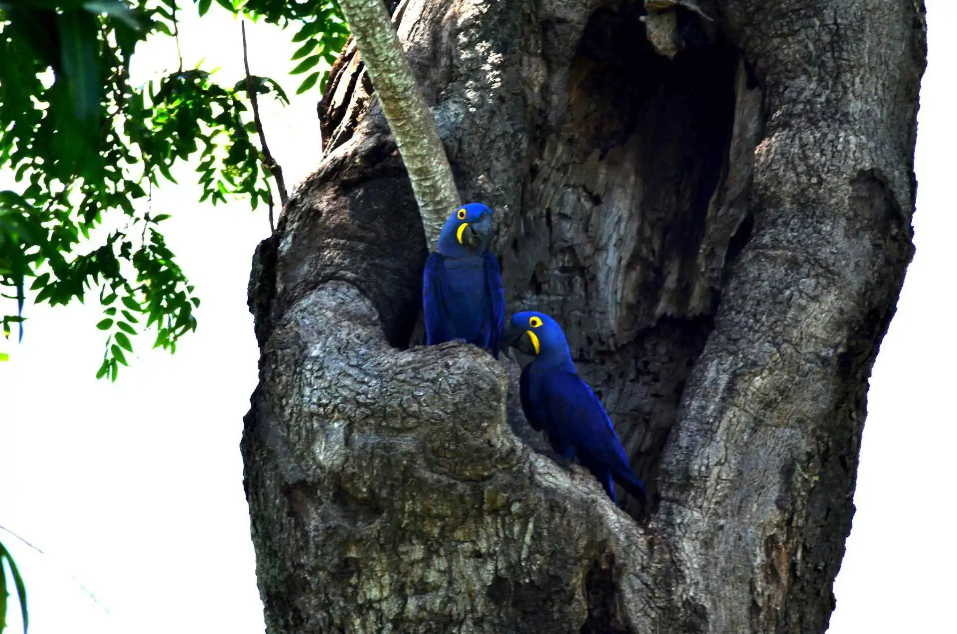 Blue Couple Macaw in Pantanal