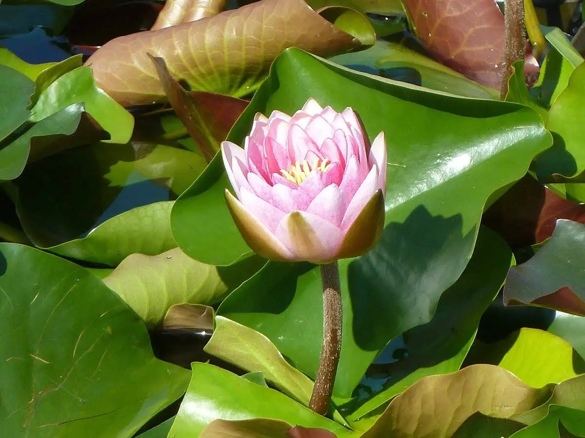 Water lily Pantanal