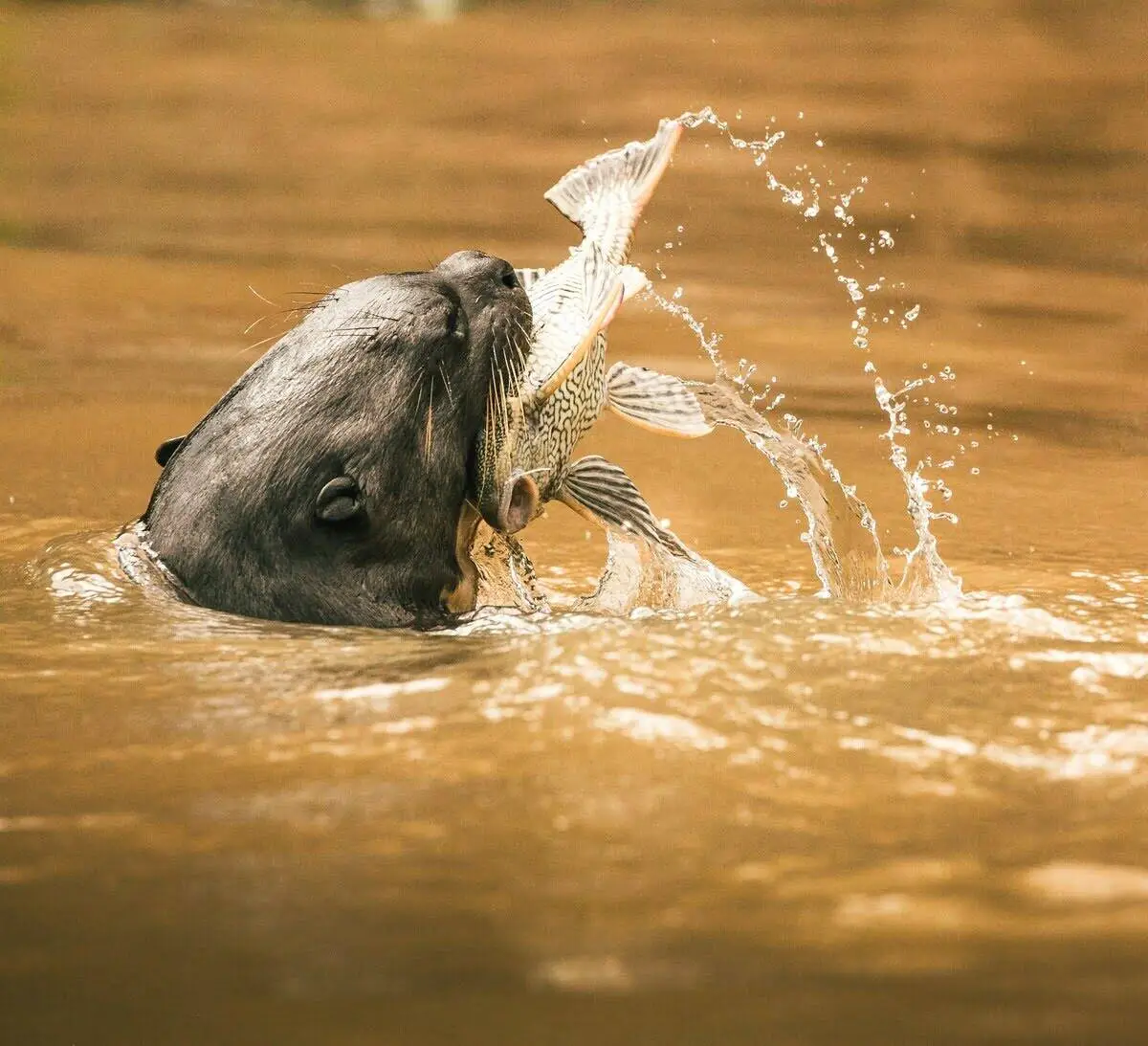 Great River Otter