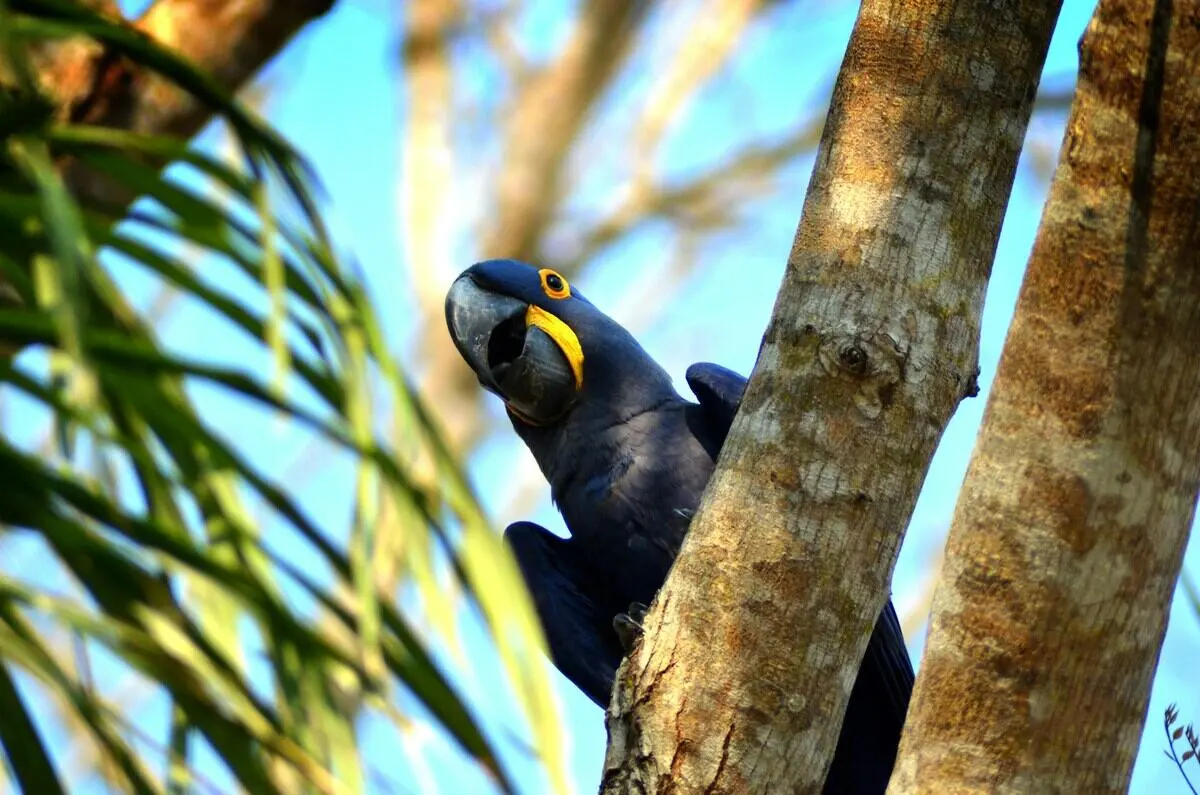 Blue Macaw Pantanal