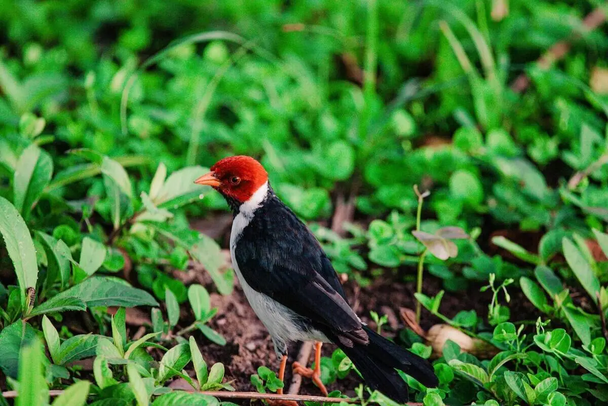 Black bird pantanal