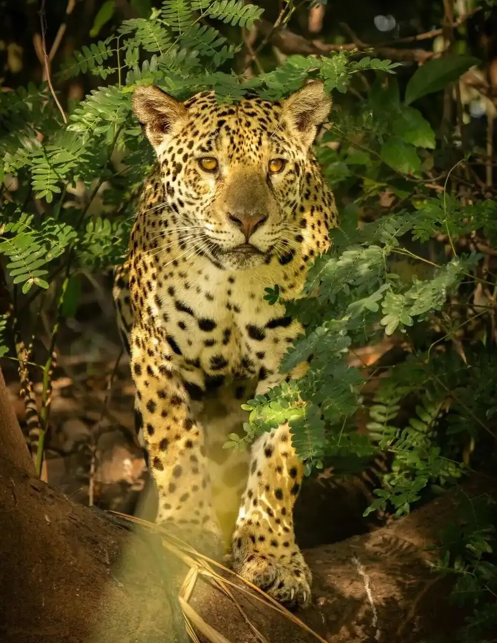Wildlife in Pantanal