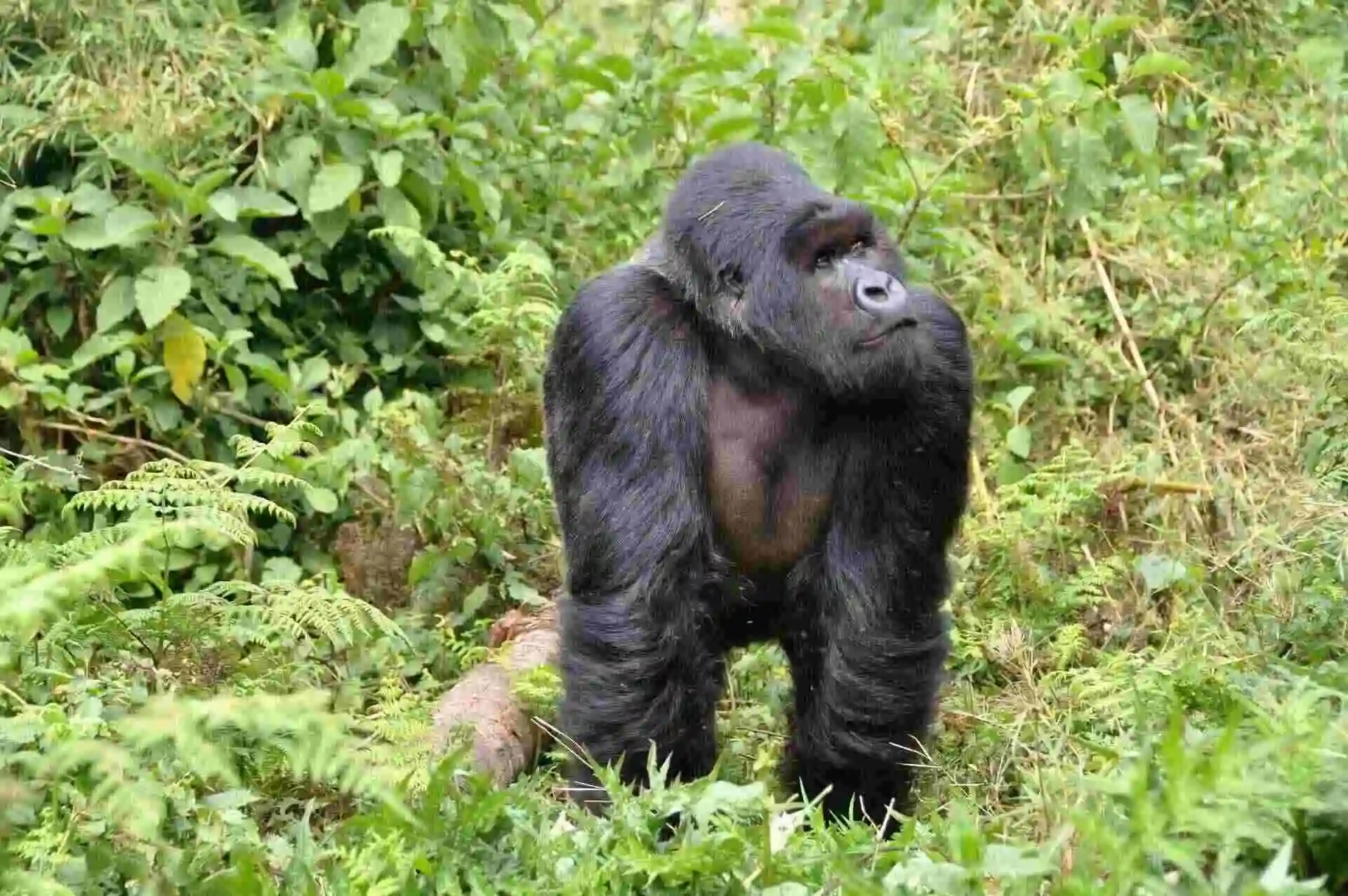 Gorilla Gorilla Wildlife and Culture Safari