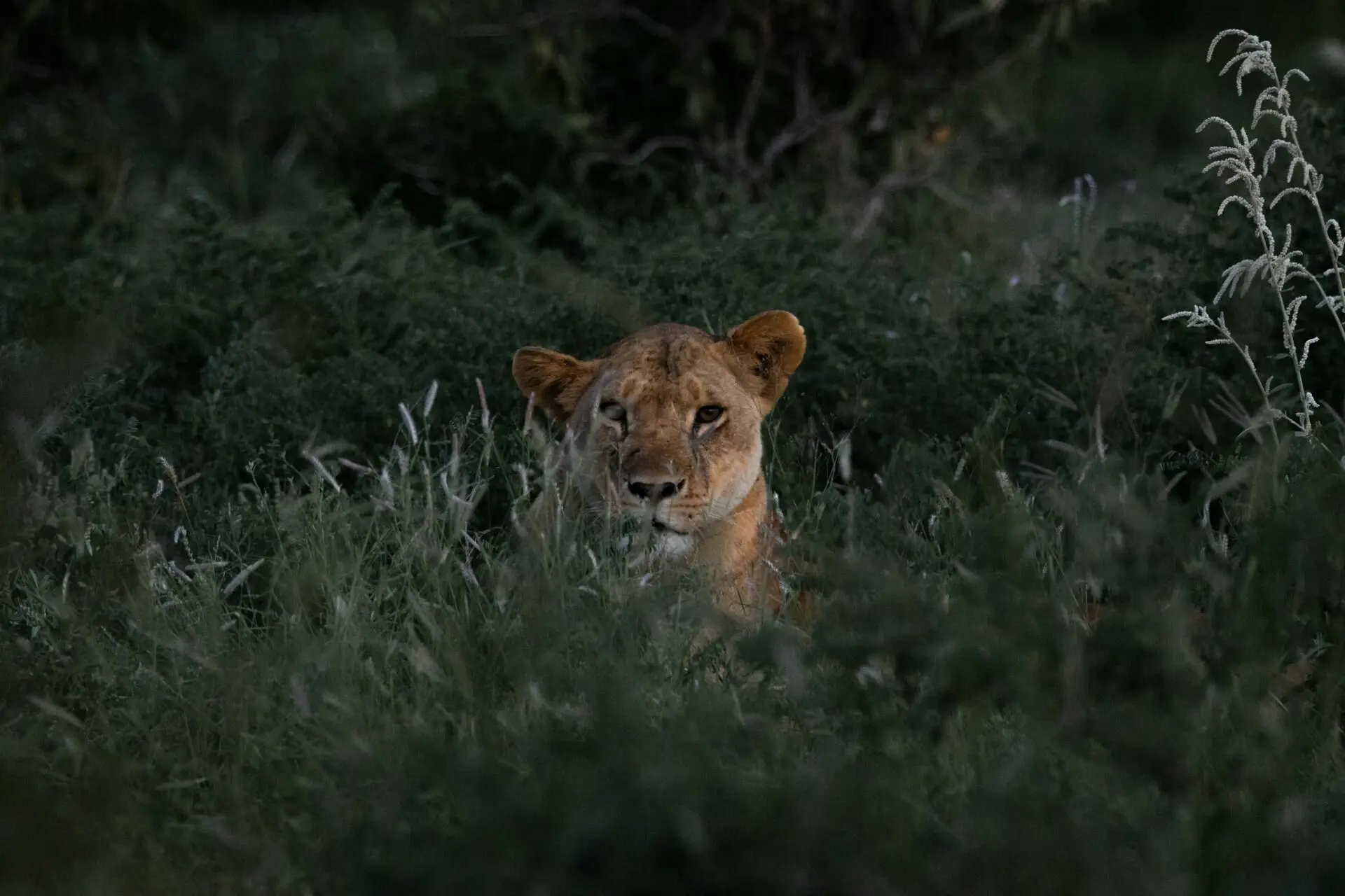 Majestic Tsavo and Amboseli Adventure