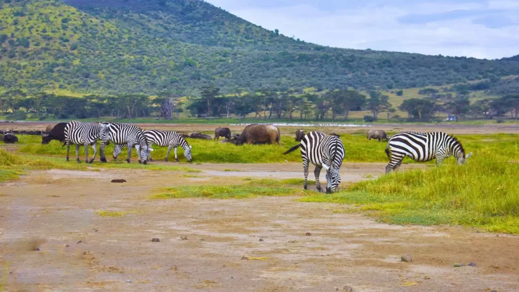 Zebra in Lake Nakuru Lake Nakuru Safari