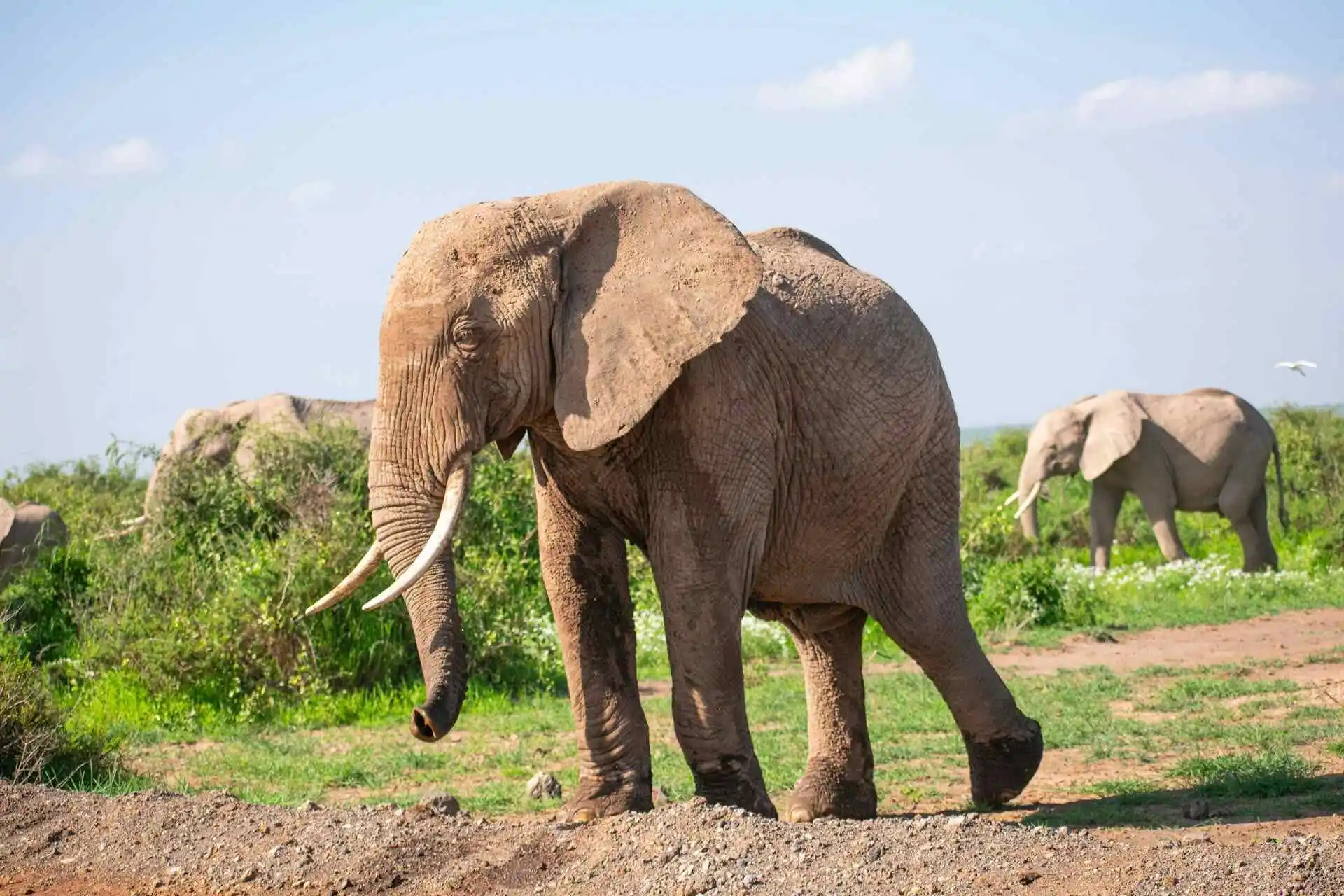Amboseli Elephant muddy Amboseli Safari