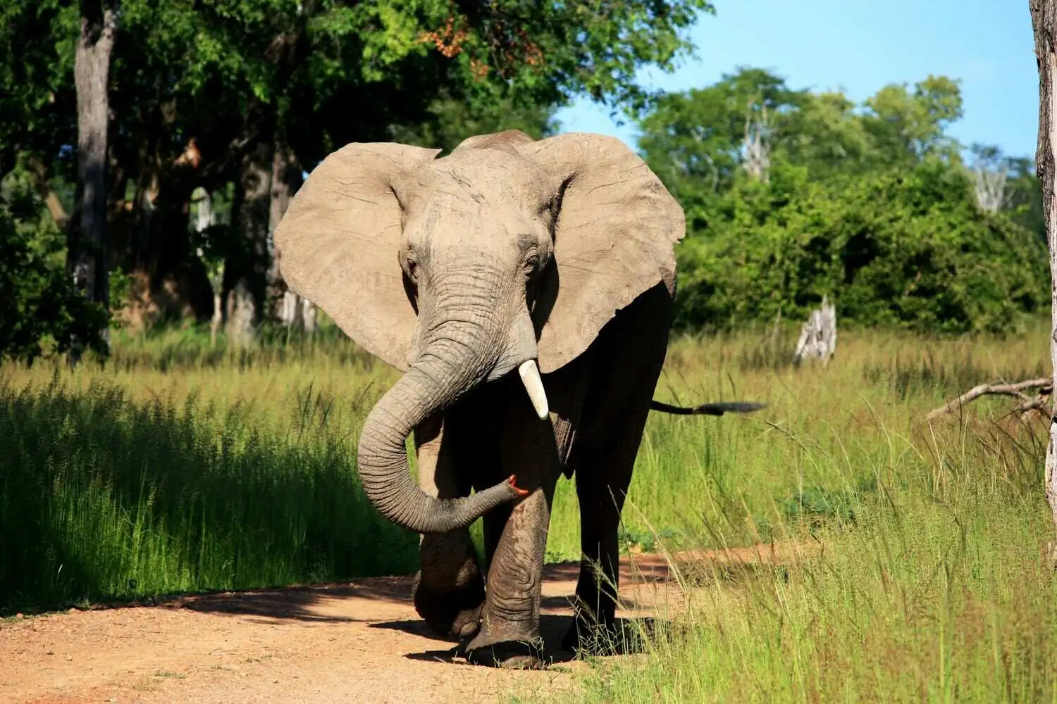 Elephant in south luangwa South Luangwa safari
