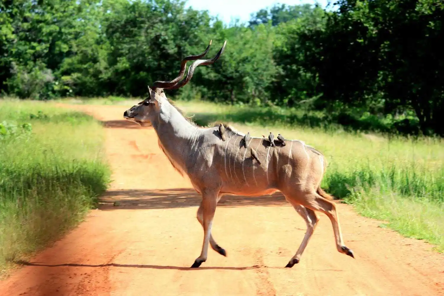 Kafue National Park Kafue National Park