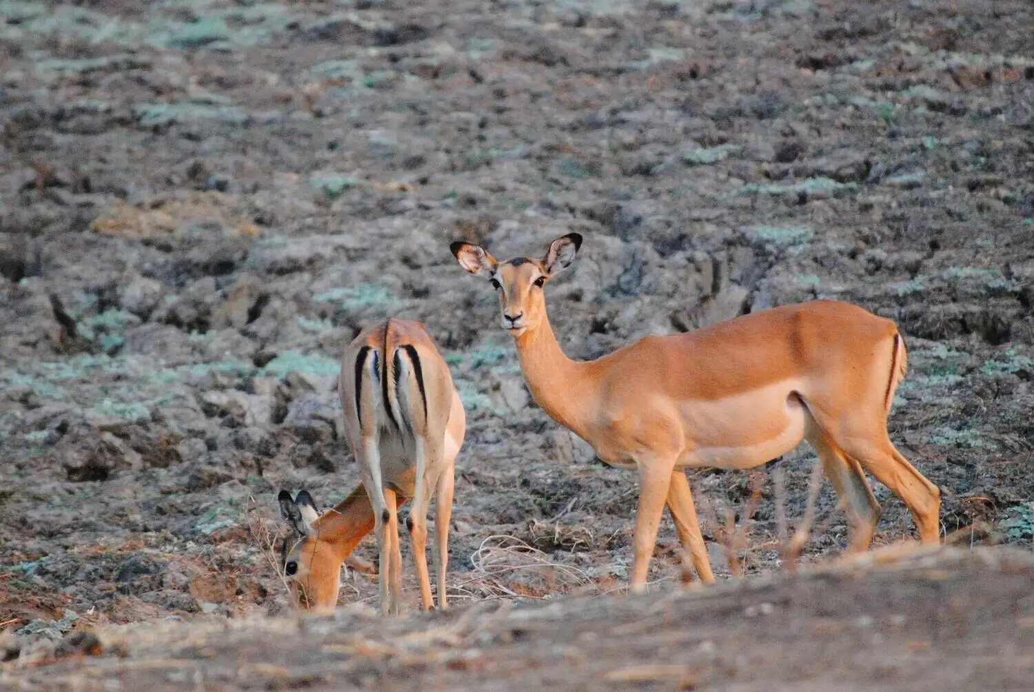Deers in Lower Zambezi Best time to visit Lower zambezi national park, zambia